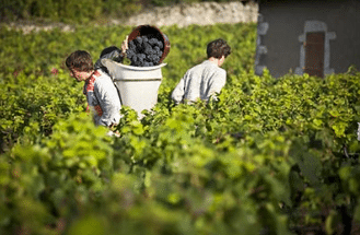 Partenaire Les Vignerons de Buxy