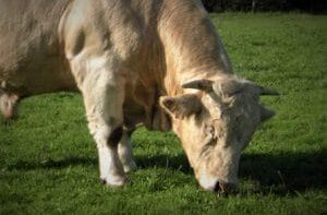 partenaire Charollais Viande
